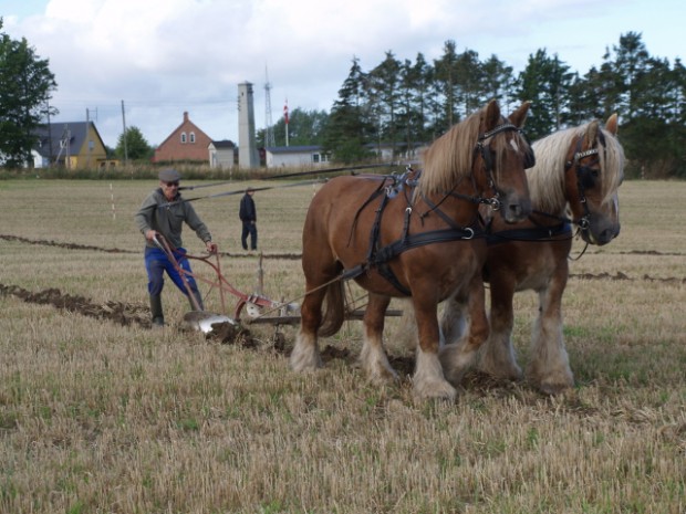 To stærke heste foran ploven og så ellers igang... Foto: Henning Lundhøj.