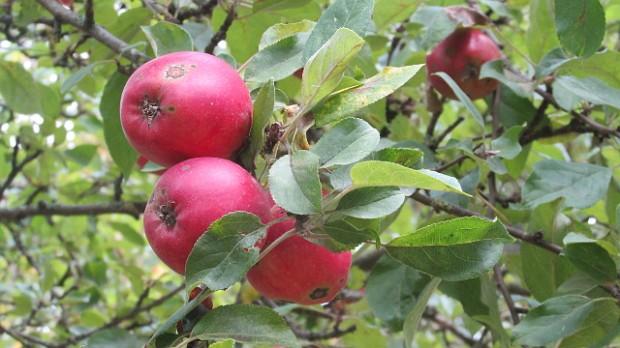 Æblerne er i centrum denne weekend på Tuse Næs. Foto: Rolf Larsen.