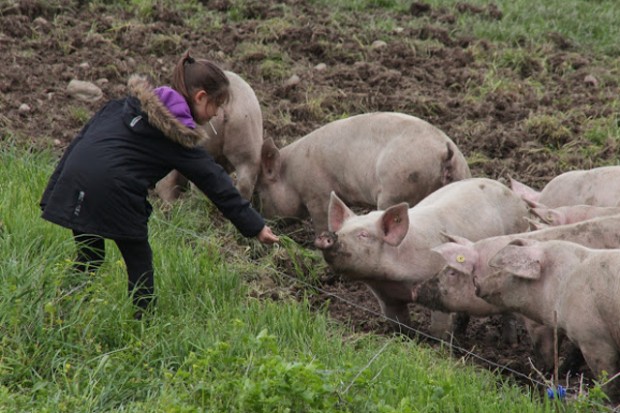 Det var muligt at komme helt tæt på de fritgående grise. Foto:  Rolf Larsen.