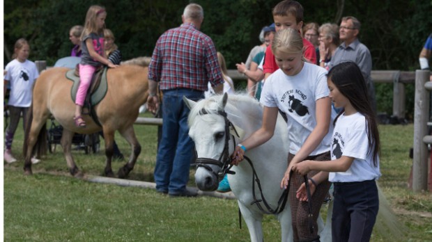 Hestene var populære på børnedyrskuet. Foto: Børge S. Pedersen.