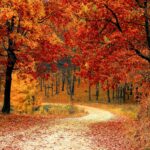 red leaf trees near the road