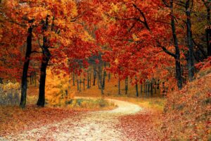 red leaf trees near the road