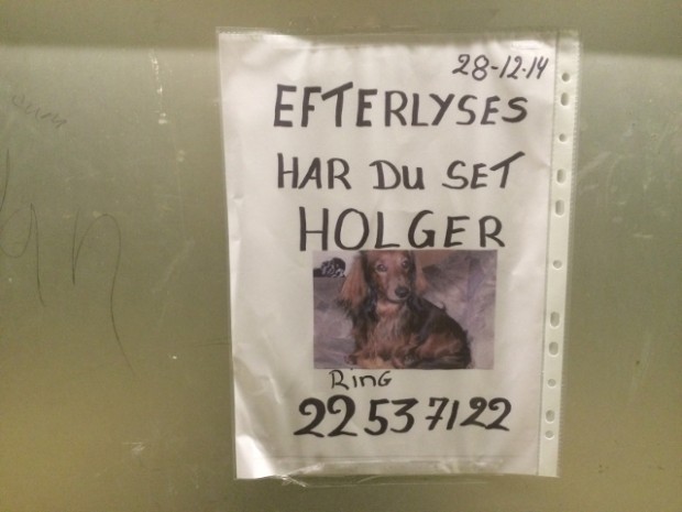 Gravhunden Holger er blevet efterlyst via sedler. Foto: Rolf Larsen.