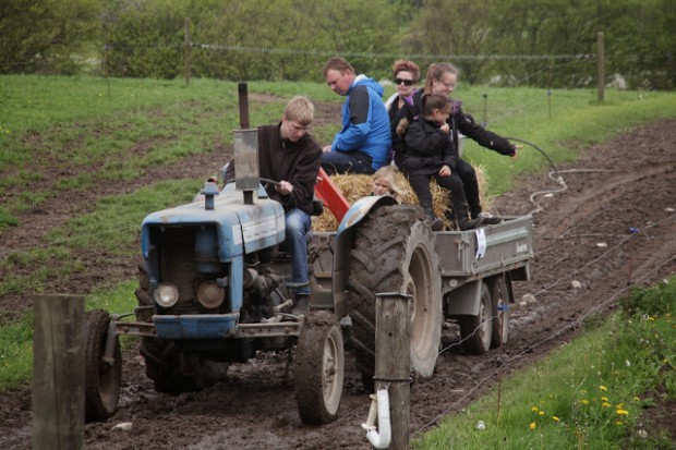 Det var populært med en tur på ladet af traktoren hen til de fritgående grise. Foto: Rolf Larsen.