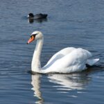 swan swimming in a lake