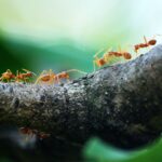 macro photo of five orange ants
