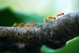 macro photo of five orange ants