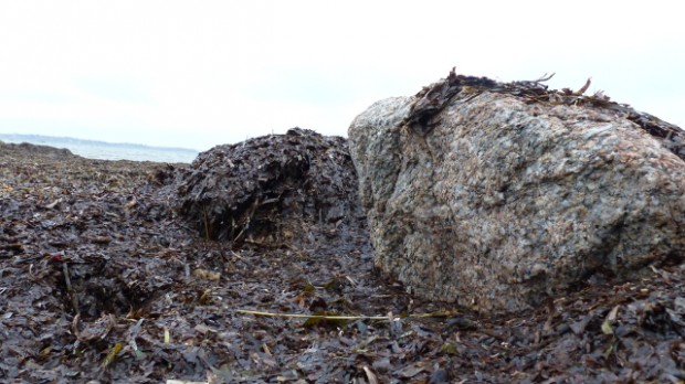 Måske bliver den megen tang på Orø genbrugt som gødning. Foto: Jesper von Staffeldt.